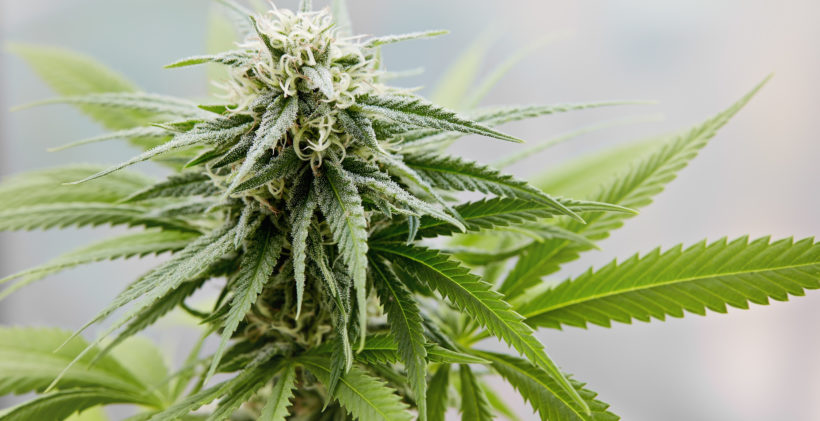What is Being High and What Does it Feel Like?