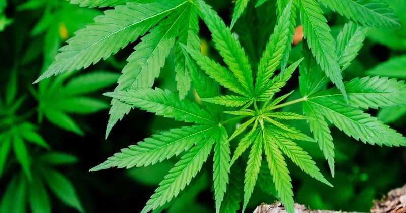 Cannabis